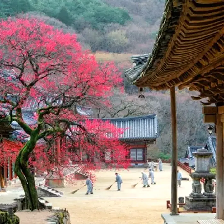 화엄사홍매화 구례 지리산녹차별펜션 아고다 예약 전 체크 관련 이미지